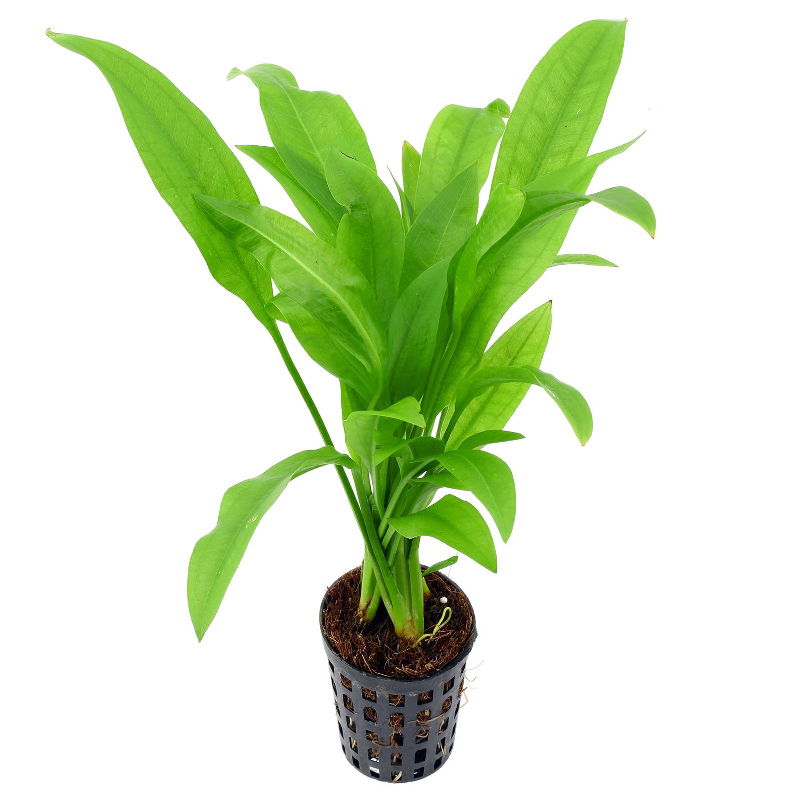Piante tropica