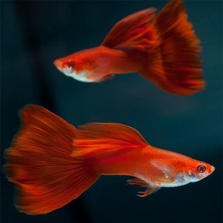 full_red_guppy_male_grande