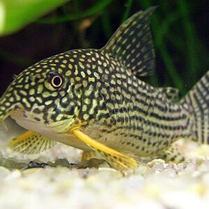 Corydoras-sterbai