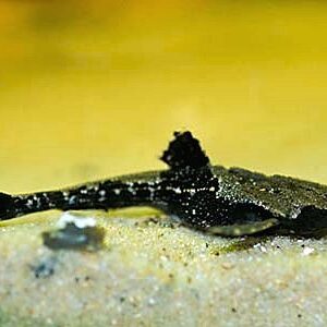 bunocephalus_coracoideus