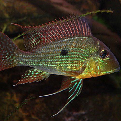 Geophagus_Surinamensis_1024x1024