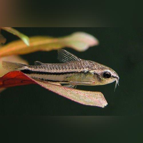 Pygmy-Cory_500x500