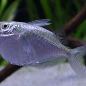 Wa-Thoracocharax-stellatus