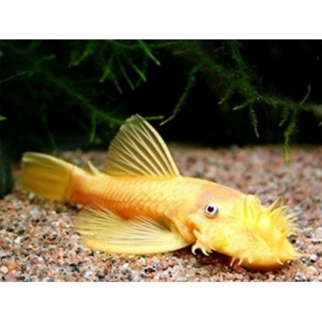 ancistrus-gold