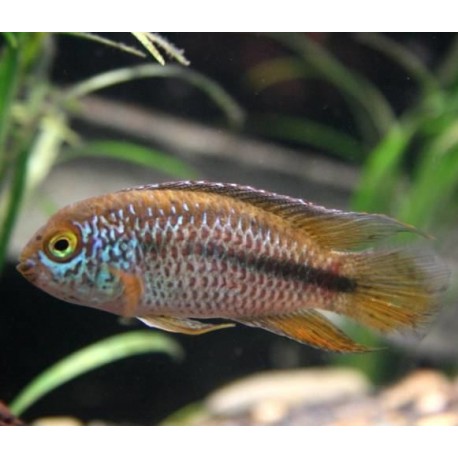golden-dwarf-cichlid-nannacara-anomala