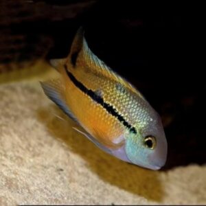Nicaragua Cichlid