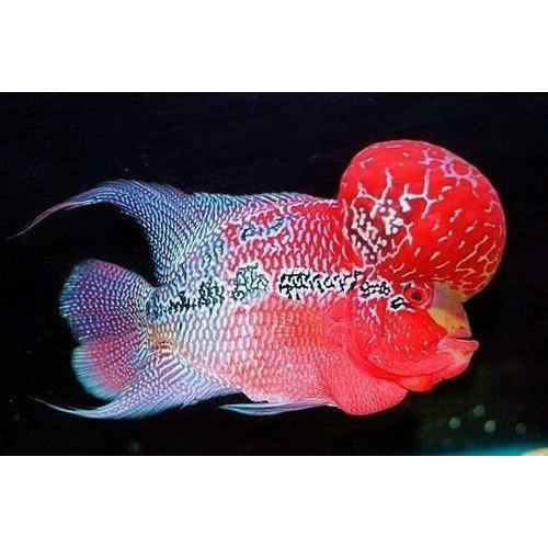 flowerhorn-fish-500x500