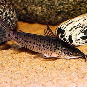 Amazon-Porthole-Catfish