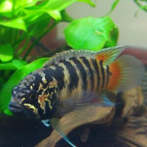 763f4f7c60d4b8df715d4c266121cad6--fish-aquariums-aquarium-fish