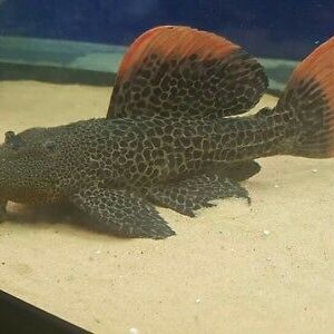 breeding-pair-l600-pleco