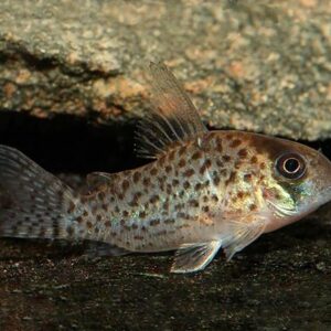 Corydoras-kanei-C026-C046-Cory