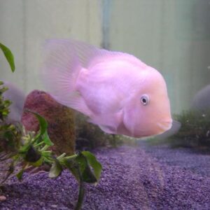 cichlasoma-nigrofasciatum-albino