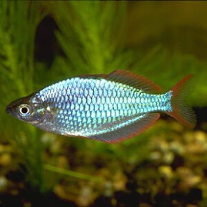 Praecox Rainbow