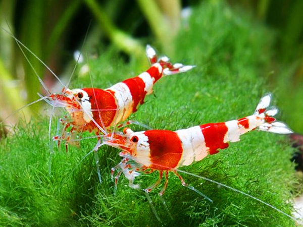 Crystal-Red-Shrimp