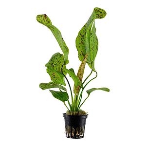 Echinodorus ’Ozelot’ green