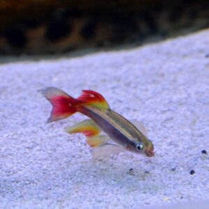 Tanichthys albonubes long fin