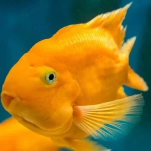 Parrot yellow