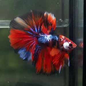 Betta nemo long tail