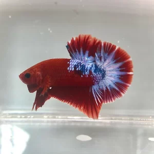 Betta plakat hellboy red